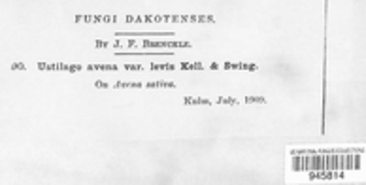 Ustilago avenae var. levis image